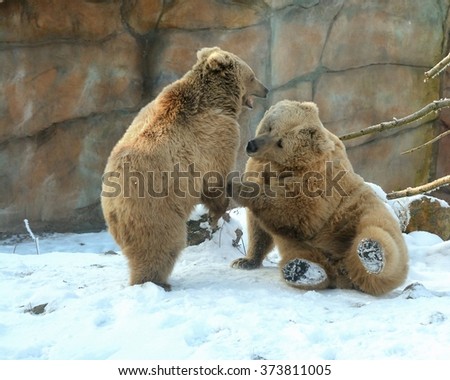 Play of Himalayan brown bears (Ursus arctos isabellinus) sometimes confused or mistaken with Yeti