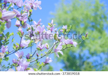 Pink magnolia flowers as a beautiful floral spring background
