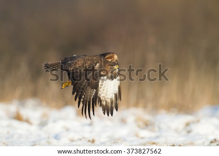 Birds of prey - Common Buzzard (Buteo buteo) in winter time