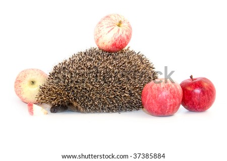 Hedgehog and apples isolated on white background