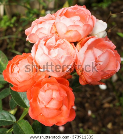 Closeup natural view of orange roses using as nature background or wallpaper.