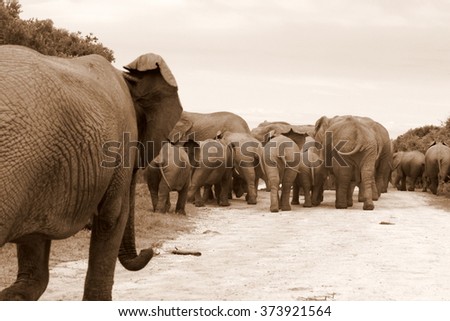 A herd of elephant walk away from the camera.Taken in Addo Elephant National Park, South Africa