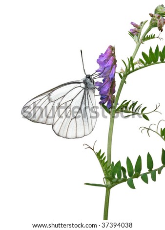 The white butterfly and field flower are isolated on a white background