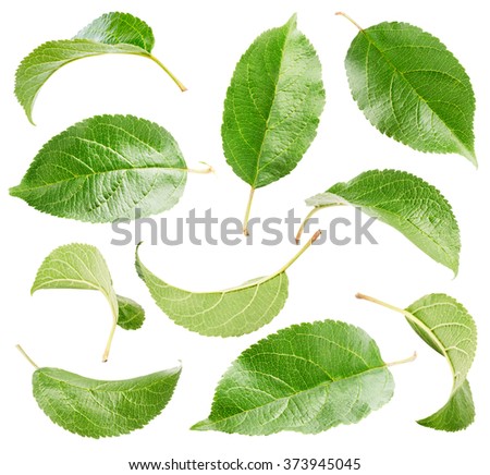 Apple leaves collection isolated on white background