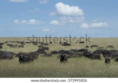 Cap Buffalo Masai Mara Kenya.