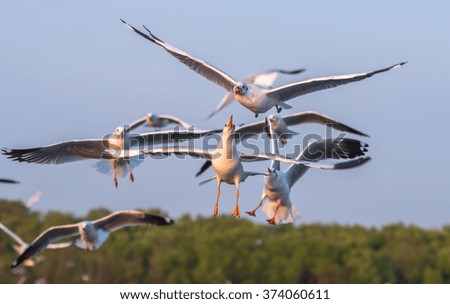 Seagulls flying to catch food