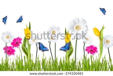 sunflower and butterfly on abstract green background