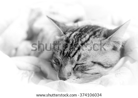 cat sleeping in the pink floral blanket, back and white photo, selective focus