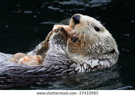 Sea Otter (Enhydra lutris)