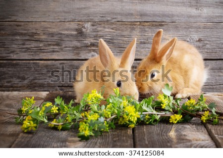 two rabbits on wooden background