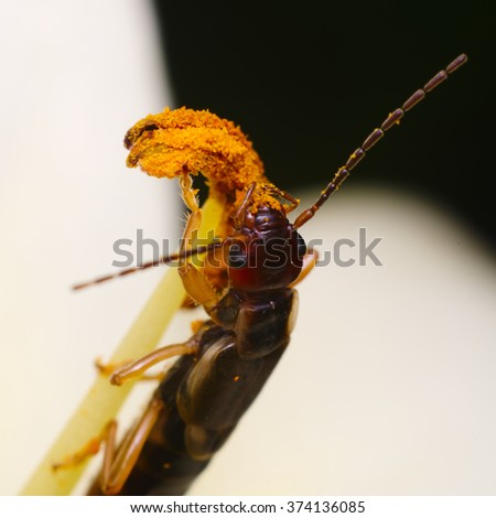 Common earwig (Forficula auricularia) eating pollen on a flower 