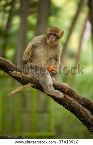Picture of green macaque monkey