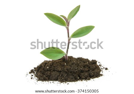plant tree growing seedling in soil isolated on white background Royalty-Free Stock Photo #374150305