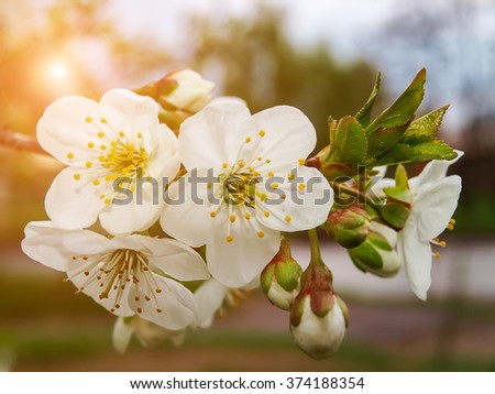 The blossoming cherry - white petals. Cherry tree in the spring - beautiful flowers. The blossoming cherry tree - the magnificent spring picture.