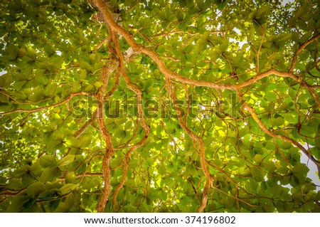 Green tree crown