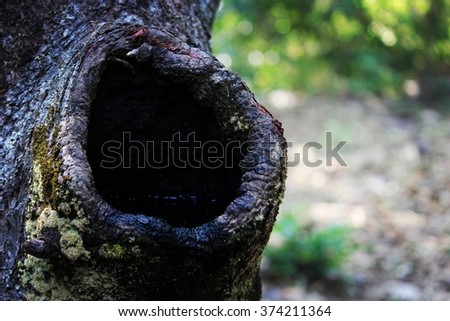  A hollow of the tree