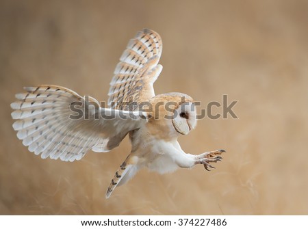 Barn owl in flight before attack, clean background, Czech Republic