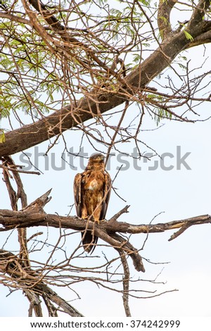 Falcon on a tree at the Moremi Game Reserve (Okavango River Delta), National Park, Botswana