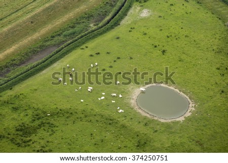 Aerial view of a herd of cows, standing in a green meadow at a waterhole.