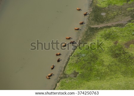 Aerial view of twelve Scottish Highlanders, standing in the water in a nature reserve park in Zeeland, Netherlands.