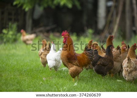 Rooster and chickens grazing on the grass Royalty-Free Stock Photo #374260639
