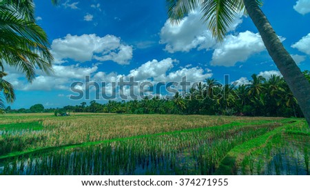 Sunny gold rice field at town Ubud on Bali in summer day