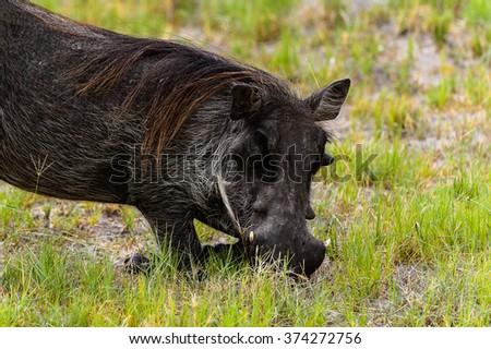 Close view of a Wild boar in the Moremi Game Reserve (Okavango River Delta), National Park, Botswana