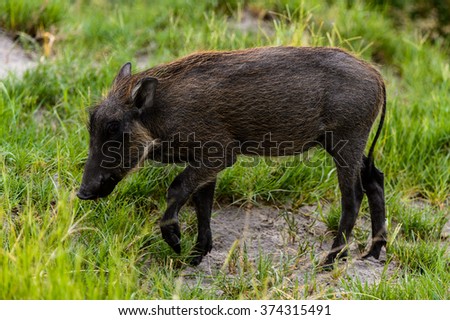 Close view of a Wild boar in the Moremi Game Reserve (Okavango River Delta), National Park, Botswana