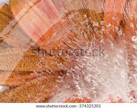 orange monochrome abstraction with delicate flower fragile gerbera, frozen in clear ice water with air bubbles
