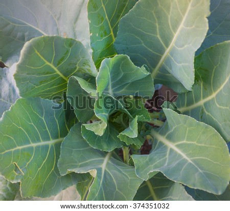 image of  Chinese Kale  plant growing in pot take picture from top view.