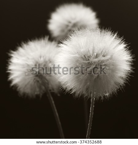 Fluffy dandelions close-up on dark background. Sepia toned image. Shallow DOF, focus on front flower.