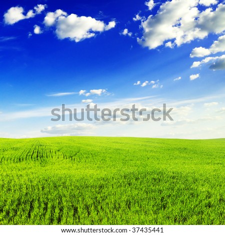 spring meadow covered by a grass