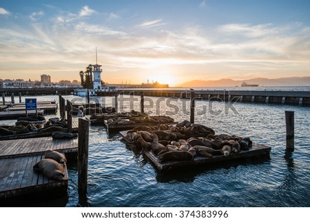 Seal (sea Lions) at the Pier 39 of San Francisco with beautify yellow sunset over dark sea. Pier 39 is a shopping center and popular tourist attraction built on a pier in San Francisco, California Royalty-Free Stock Photo #374383996