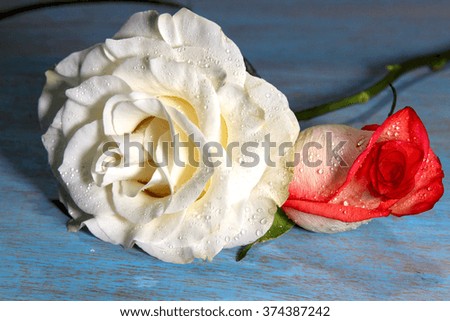 White and Orange Roses on a wooden blue background.