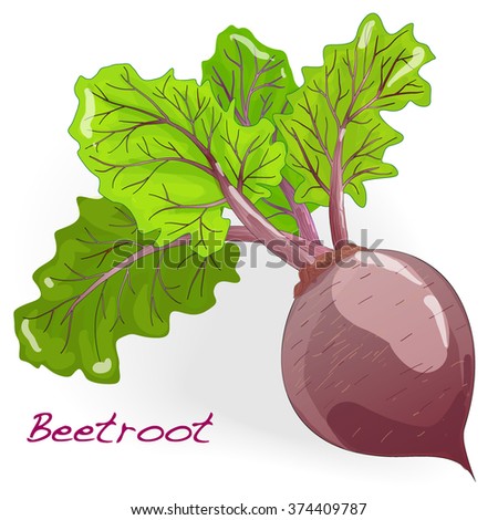 Fresh beetroot with leaves isolated on white. Vector.