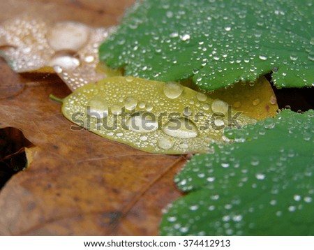 Leaves with water-drops