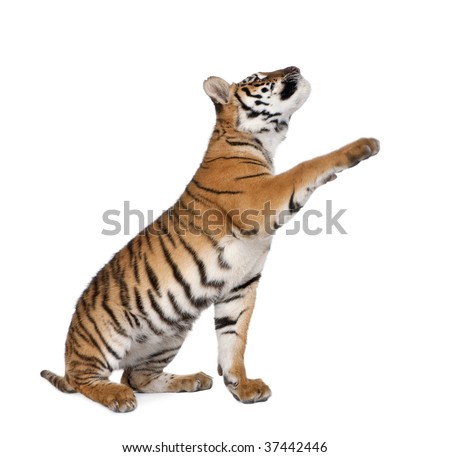 Bengal Tiger, Panthera tigris tigris, 1 year old, reaching in front of white background, studio shot