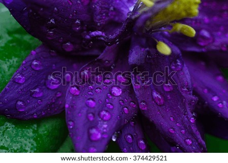 Photos of spring fresh flowers (macro with blur and soft focus )
