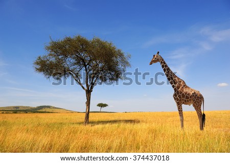 Beautiful landscape with tree and giraffe in Africa Royalty-Free Stock Photo #374437018