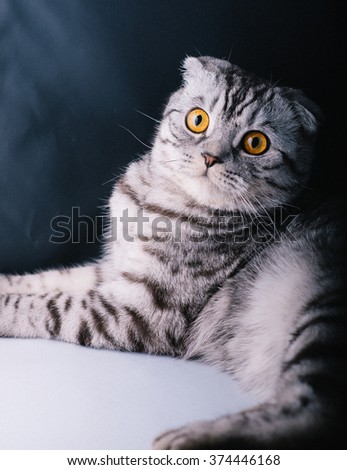 Beautiful Scottish fold cat