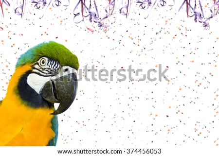 Pet Carnival - Brazilian Macaw on Carnival background