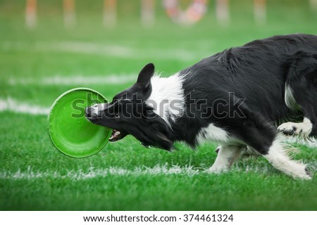dog tryin to catch the plastic disk near the grass