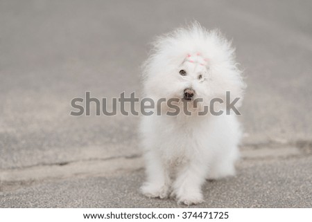 Portrait of a Bichon Havanese dog in park
