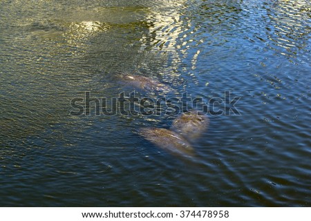 Manatees swimming in warm water of powerplant channel