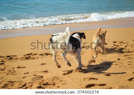 Picture of dogs on the beach at sunset outdoors background