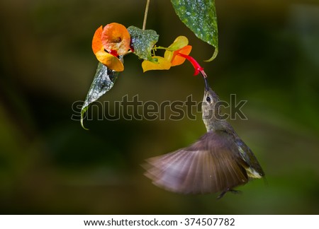 Flying shot of female Van Hasselt's sunbird (Leptocoma brasiliana) sucking the sweet Chinese hat plant flower in nature in Thailand