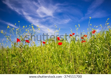 Red poppies in Tuscany at spring, Italy
