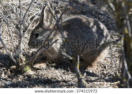Columbia Basin Pygmy Rabbit Foraging