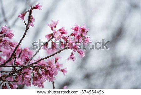 Cherry blossom with blur background