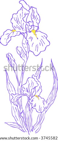 vector iris flowers